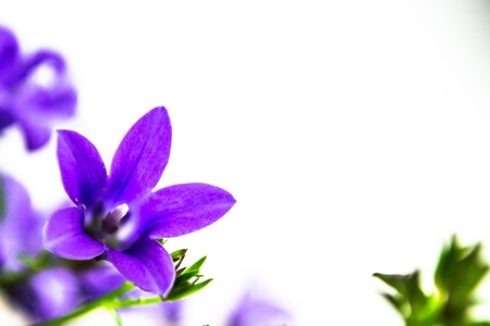 campanula or bellflowers on whiteの写真素材