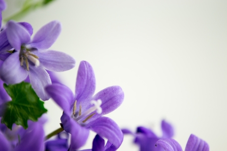 campanula or bellflowers on whiteの写真素材