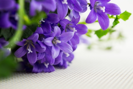 campanula or bellflowers on whiteの写真素材