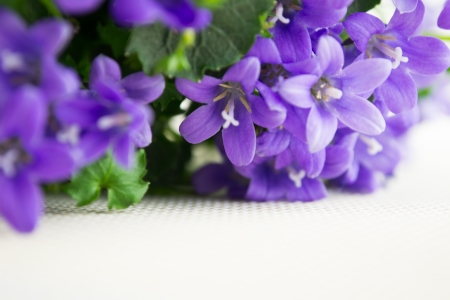 campanula or bellflowers on whiteの写真素材