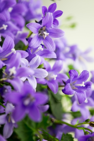 campanula or bellflowers on whiteの写真素材