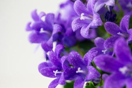 campanula or bellflowers with water drops on whiteの写真素材
