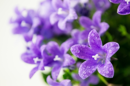 campanula or bellflowers with water drops on whiteの写真素材