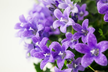 campanula or bellflowers with water drops on whiteの写真素材