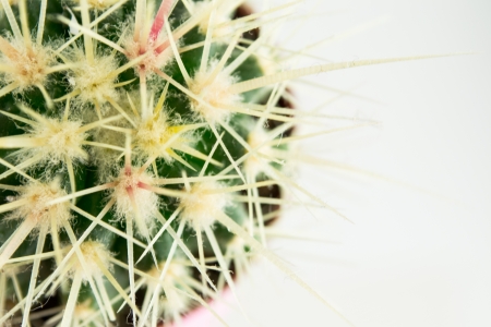 Close up of globe shaped cactus with thornsの写真素材