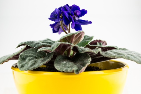 dark purple african violet with in yellow potの写真素材