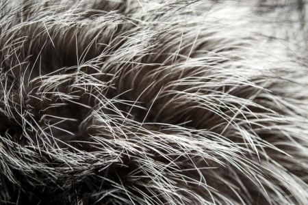 Luxury Fur Russian Silver Fox background