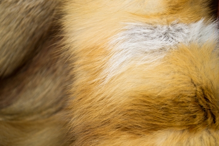 detailed wild fur texture of a foxの写真素材