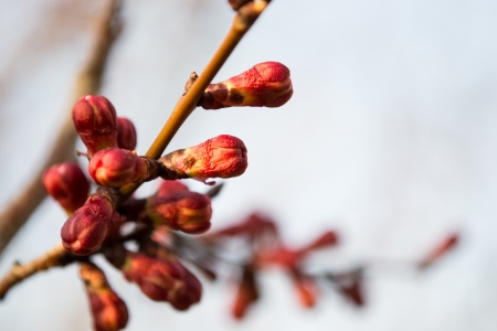 Blossoming spring twig with buds on blur backgroundの写真素材