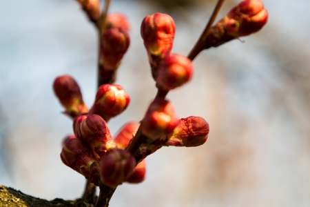 Blossoming spring twig with buds on blur backgroundの写真素材