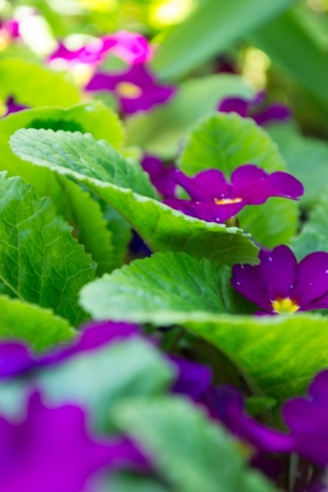purple primroses の写真素材