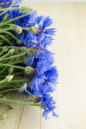 cornflowers isolatedの写真素材