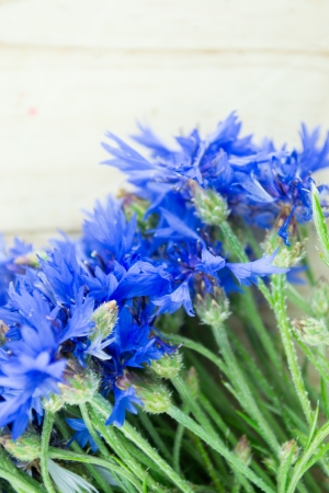 cornflowers isolatedの写真素材