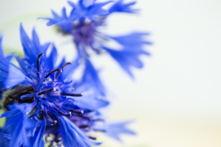 cornflowers isolatedの写真素材