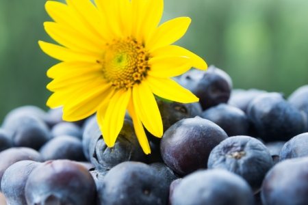 blueberry with yellow daisyの写真素材