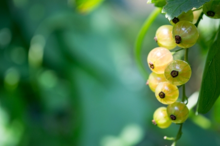 Red young currants in the garden の写真素材