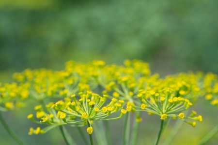Dill umbels on vegetable background