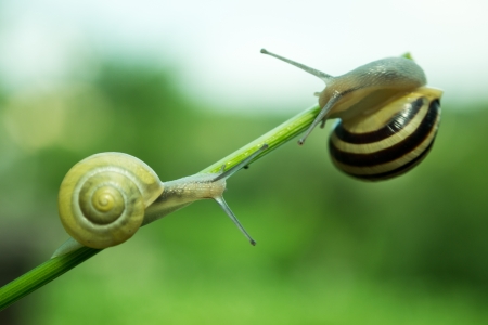 Common garden snail crawling on green stem of plant の写真素材