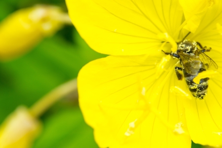Wild bee on yellow flower