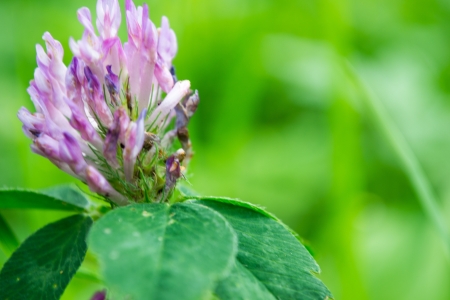 clover flower の写真素材