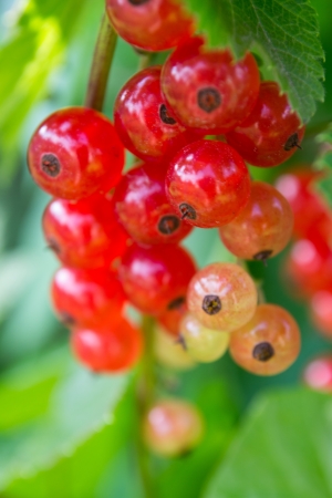 Red currants in the garden の写真素材