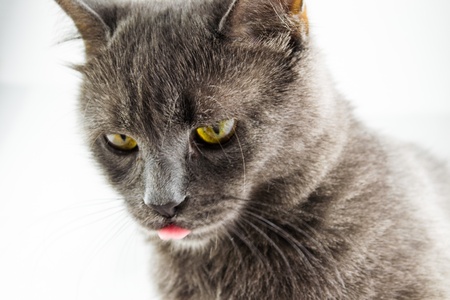 British Shorthair cat portrait on a white background