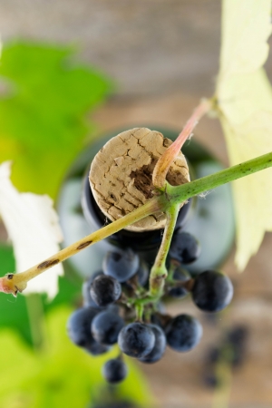 wine bottle and bunch of grapes の写真素材