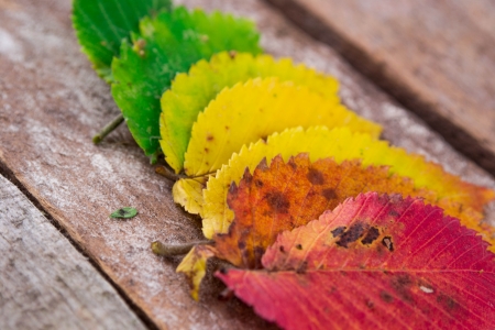 close up of autumn leavesの写真素材