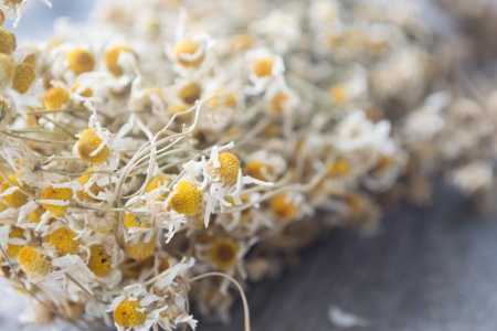 Dried chamomile or Matricaria chamomilla on woodの写真素材