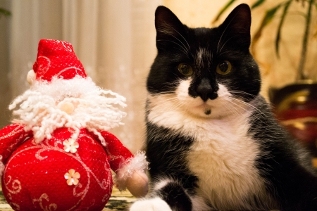  Black and white cat with a Santa Claus toy の写真素材