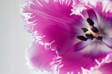 Close-up of purple tulip focusing on its center point の写真素材