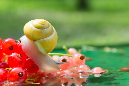 Snail crawling on a red currant berries in waterの写真素材