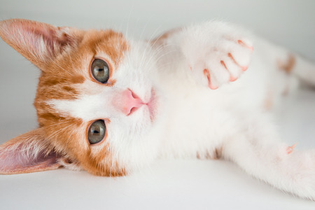 Red little catの写真素材