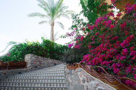 Stairs with flowersのeditorial素材