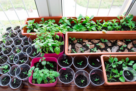 seedlings on a windowsillの写真素材
