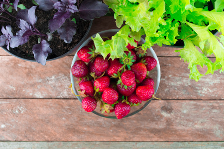Purple basil leaves and lettuce leaves with strawberries on woodの写真素材