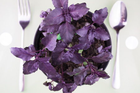 Purple basil growing in the flowerpot isolated on the white backgroundの写真素材