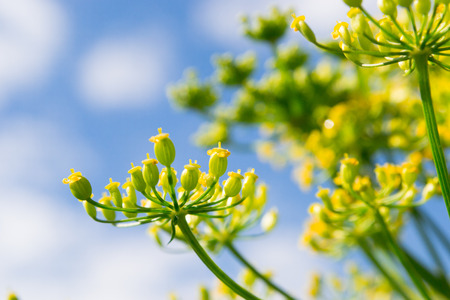 Green dill flower isolated on blue sky.の写真素材