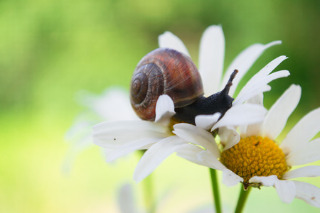 Garden snail sits on a daisyの写真素材