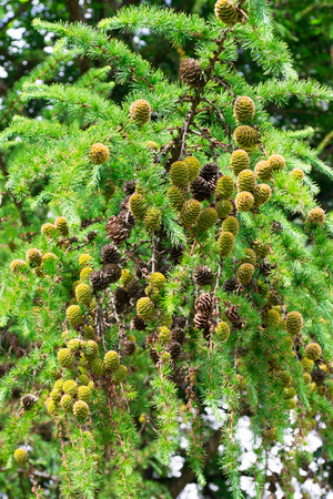 Branch with cones. Larix leptolepisの写真素材