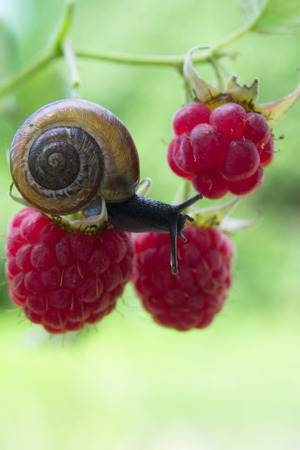 Snail on a raspberry-bushの写真素材