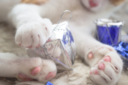 White cat paws playing with Christmas gifts