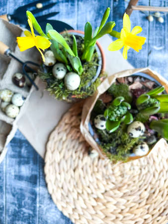 Easter table setting with daffodils and quail eggs
