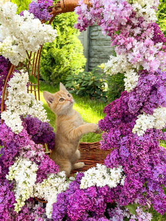 Ginger kitten in a basket with a lilac flowers, nature backgroundの写真素材