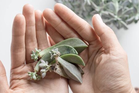 hand holds mini succulents shoots ready for transplant on white background