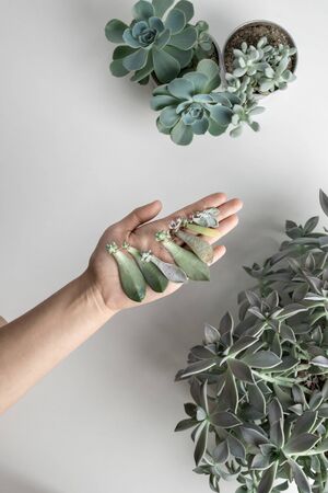 hand holds mini succulents shoots ready for transplant on white backgroundの写真素材