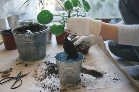 woman hands repotting house plant. indoor photoの写真素材