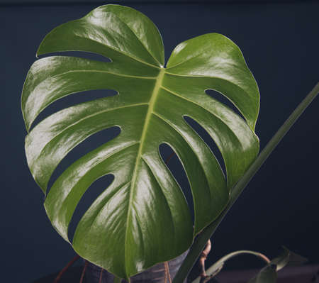 young monstera leaf next to the green wall