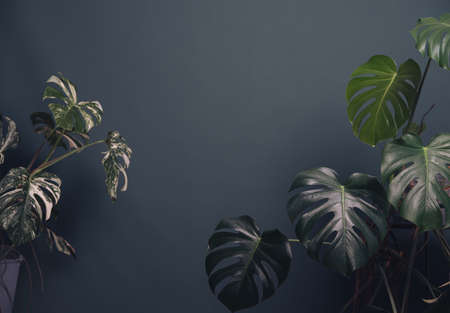 monstera next to the green wallの写真素材