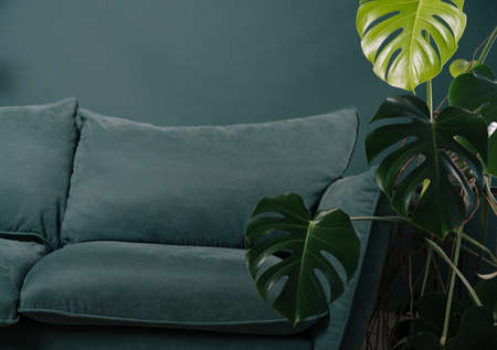 modern scandinavian couch with plant near. urban jungle
